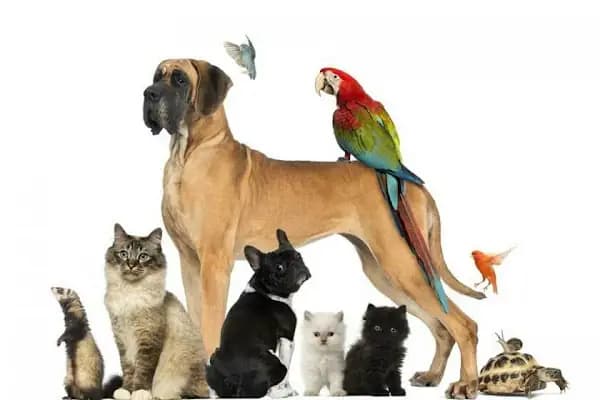 İstanbul petshop esenler - Evcil hayvan mağazası - İstanbul Esenler