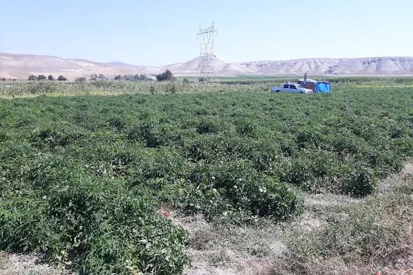 Ayaş Tarım Kredi Kooperatifi - Resmi Kurum - Ankara Altındağ