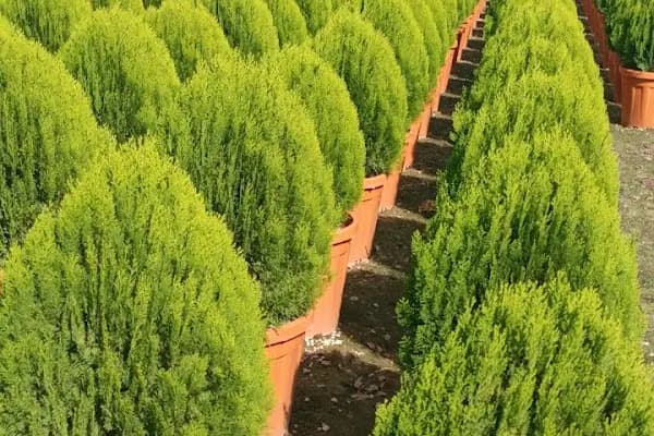 YAĞMUR BOTANİK - Alışveriş merkezi - İzmir Bayındır