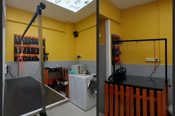 SHOW PET KUAFÖR | Anestezisiz Kedi ve Köpek traşı | - Evcil Hayvan Kuaförü - İstanbul Arnavutköy