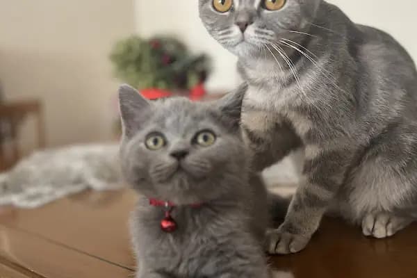 PAKİZE PET VETERİNER KLİNİĞİ - Veteriner - Diyarbakır Yenişehir