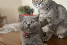 PAKİZE PET VETERİNER KLİNİĞİ