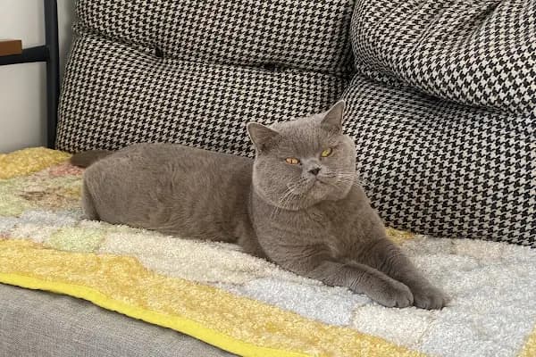 Şifa veteriner kliniği - Acil Durum Veterinerlik Hizmeti - Ankara Akyurt