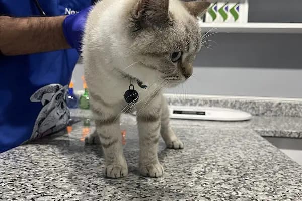Pati Vet Veteriner Kliniği - Diyarbakır - Veteriner - Diyarbakır Kayapınar