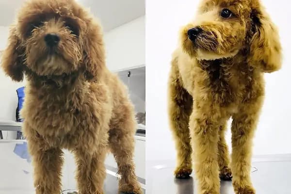 Laika Veteriner Kliniği - Veteriner - İstanbul Bakırköy