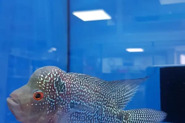 MOBA PETSHOP AKVARYUM - Evcil hayvan mağazası - Ankara Altındağ