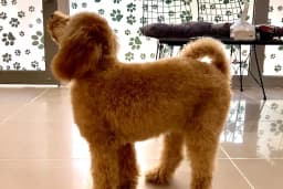 MIHAV Petshop