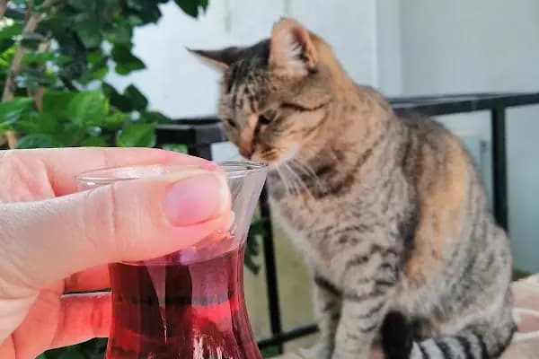 Petgen Veteriner Kliniği - Veteriner - Mersin Mezitli