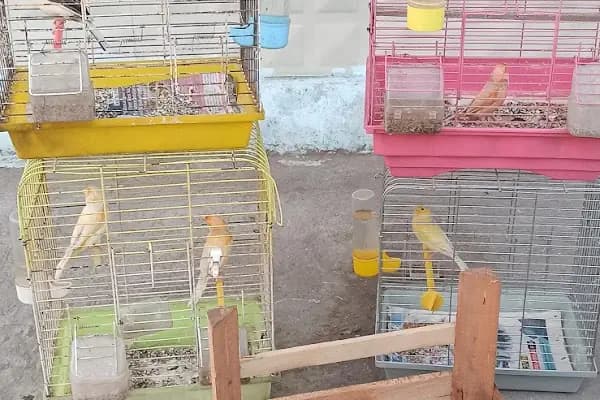 AKBOSTAN PETSHOP - Evcil hayvan mağazası - Konya Karatay