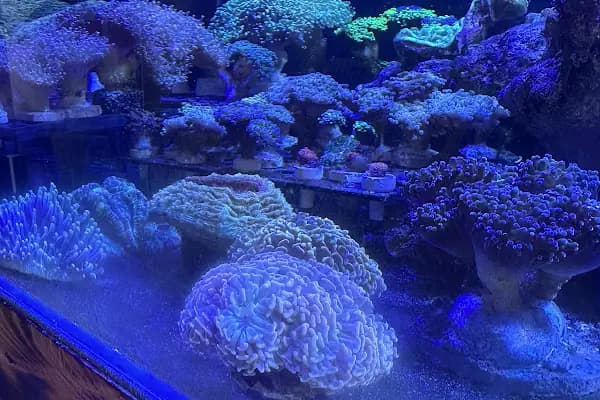 Ensu Coral Reef - Akvaryum Mağazası - Ankara Çankaya