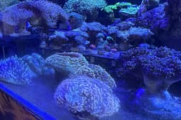 Ensu Coral Reef