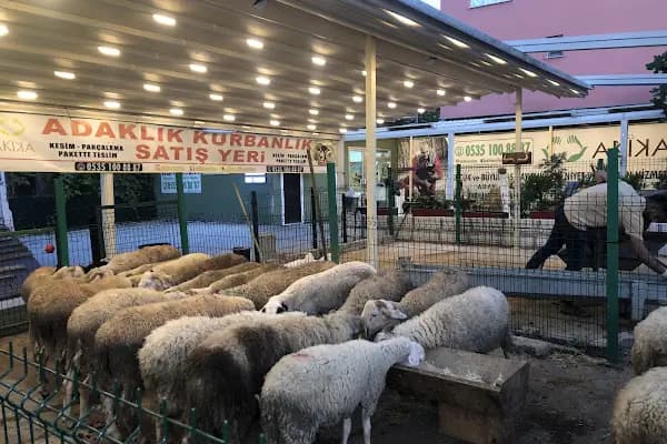 Şehir Çobanı Online Kurban - Hayvanat Bahçesi - Kocaeli Kartepe