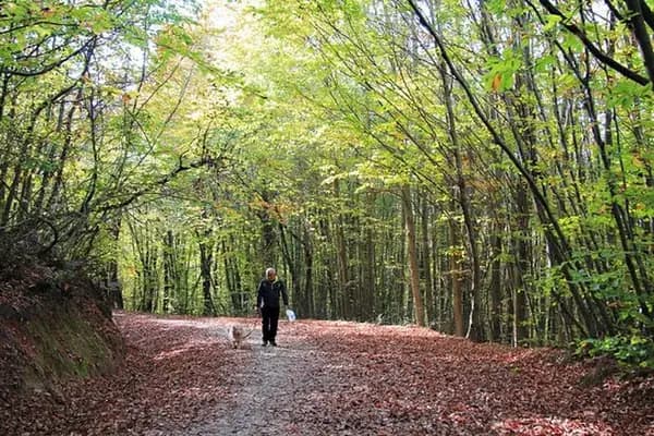 Polonezköy Yürüyüş Parkuru Başlangıcı - Yürüyüş Alanı - İstanbul Adalar
