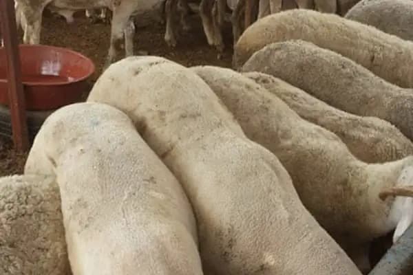Bizim Adaklık Kurbanlık - Hayvanat Bahçesi - İstanbul Bağcılar