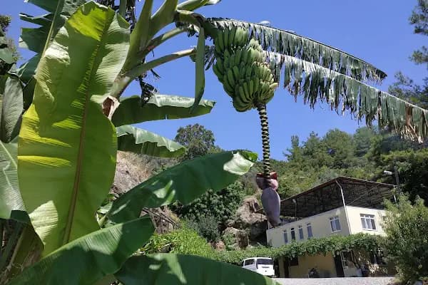 Zeytinada Pansiyon ve Gözleme - Doğa Köşkü - Antalya Gazipaşa