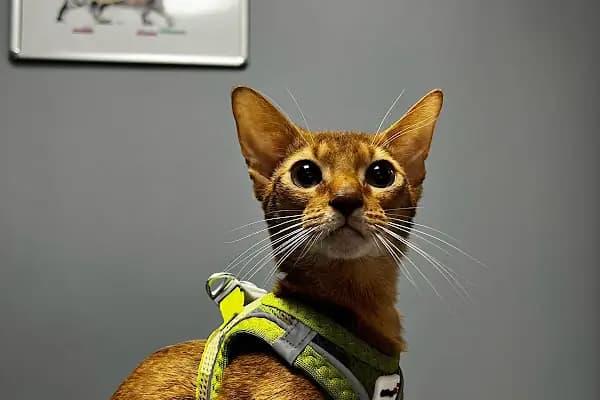 Vetinova Veteriner Kliniği - Veteriner - Mersin Mezitli