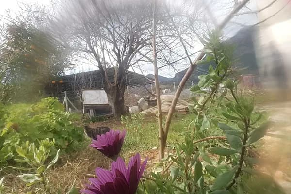 Pepino Avakado Meyve Sebze Ticaret - Şirket - Mersin Anamur