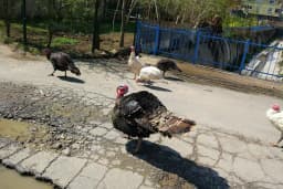 Dedeoğlu Yediemin Otoparkı