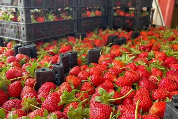 Kapar Çilek Tarım Ürünleri - Gıda Komisyoncusu - Mersin Tarsus