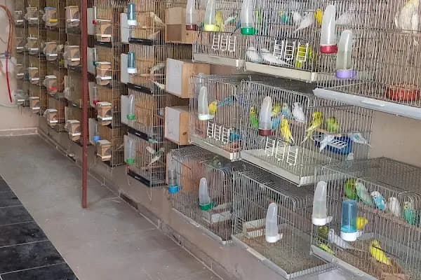 KERİM KUŞÇU PETSHOP - Evcil hayvan mağazası - Adana Çukurova