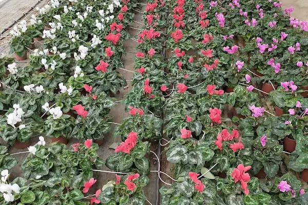 FLORA SÜS BİTKİLERİ - Çiçek Toptancısı - İzmir Balçova