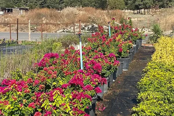 Cennet Çiçekcilik Peyzaj ve Süs Bitkileri - Alışveriş merkezi - Muğla Bodrum