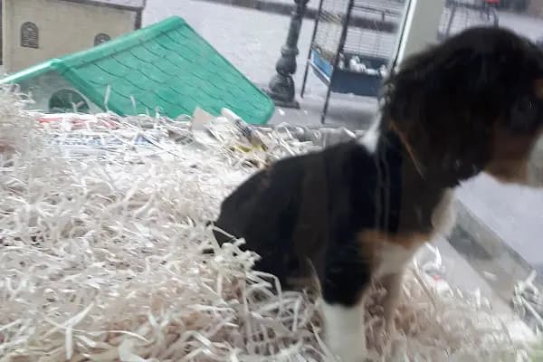Deniz pet center - Evcil hayvan mağazası - Gaziantep Nizip