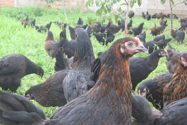 Pehlivanlar Hayvancılık - Organik Gıda Marketi - Edirne Edirne Merkez