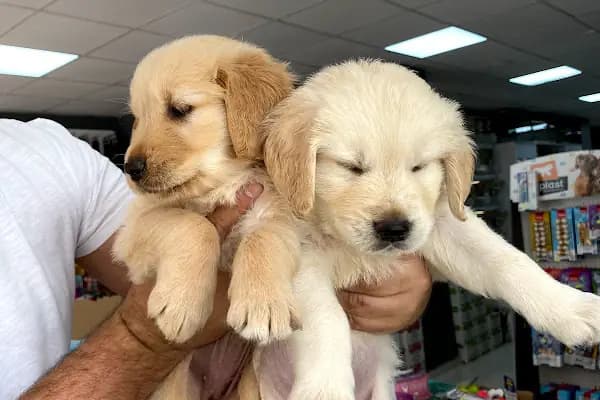 Bage Pet Center - Evcil hayvan mağazası - Tekirdağ Çerkezköy