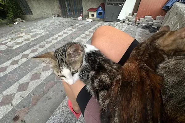 Vetvision Kuş ve Pet Veteriner Kliniği - Veteriner - İstanbul Adalar