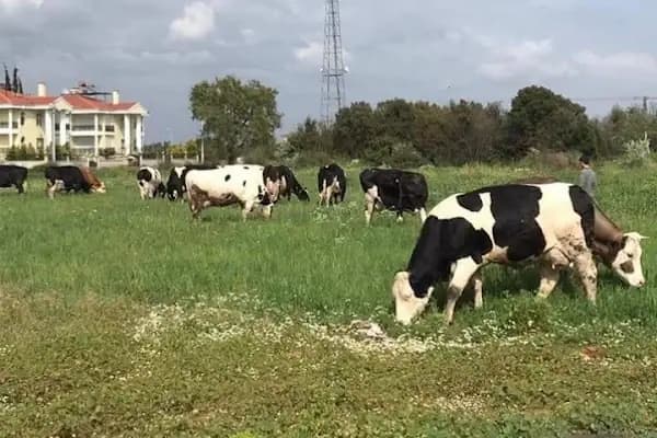 KOÇ BESİ ÇİFTLİĞİ - Büyükbaş Hayvan Çiftliği - Antalya Döşemealtı