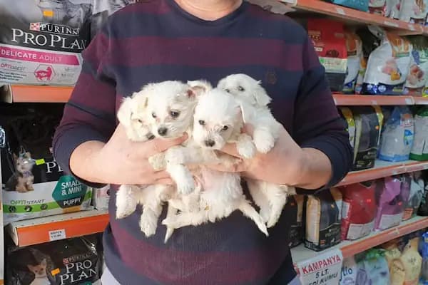 Amazon Petshop Çerkezköy - Evcil Hayvan Malzemeleri Mağazası - Tekirdağ Çerkezköy