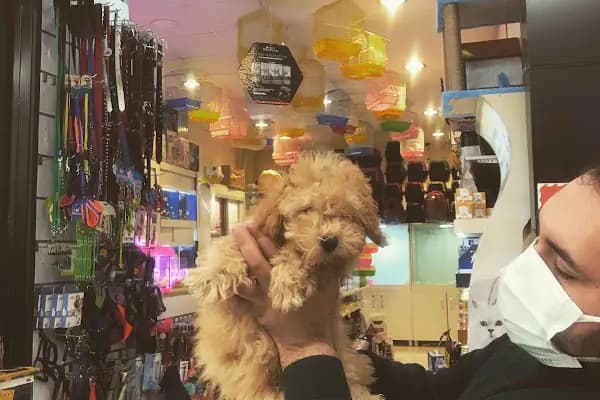 City PetShop -Kedi Köpek Kuş Balık Kaplumbağa Ginepig Tavşan Papağan Scottih Fold British - Evcil Hayvan Malzemeleri Mağazası - Ankara Kahramankazan