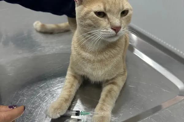 Vets&amp;Pets Veteriner Kliniği-Şebnem Beşevlek - Veteriner - İstanbul Esenyurt