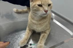 Vets&amp;Pets Veteriner Kliniği-Şebnem Beşevlek