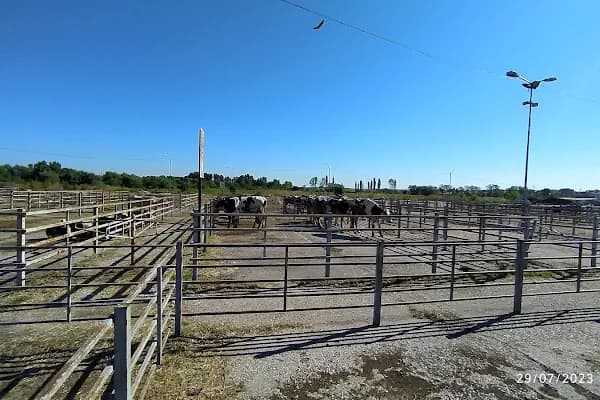 Havsa Belediyesi Canlı Hayva Pazarı - Çiftlik - Edirne Uzunköprü