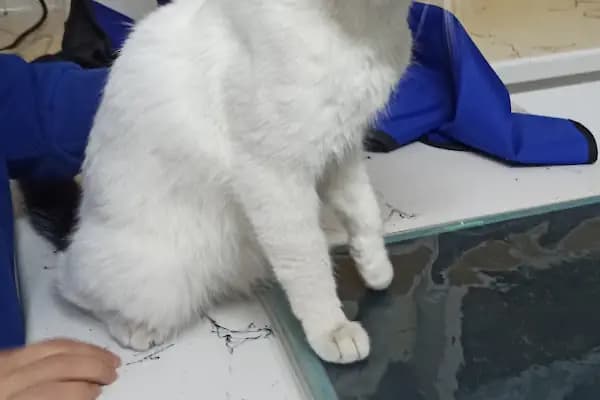 Konya | Vetonya Veteriner Kliniği - Veteriner - Konya Altınekin