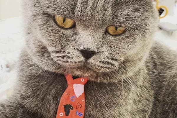 PetLife Veteriner Kliniği - Veteriner - Adana Seyhan