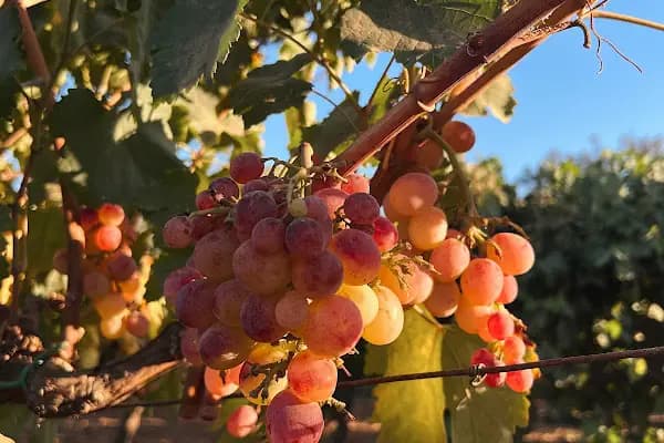Garova Vineyards - Üzüm Bağı - Muğla Bodrum