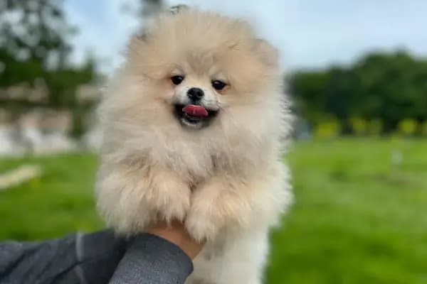 Doğa Köpek Üretim Çiftliği - Hayvanat Bahçesi - Kocaeli Kartepe
