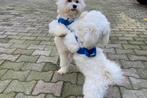 PAMUKÇU DOGHOUSE PETSHOP - Köpek Yetiştiricisi - Bursa İznik