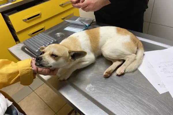 Finike Veteriner Kliniği - Veteriner - Antalya Kepez