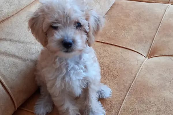 Pet Station - Köpek Üretim Çiftliği ve Satış Merkezi - Ankara - Evcil hayvan mağazası - Ankara Çankaya