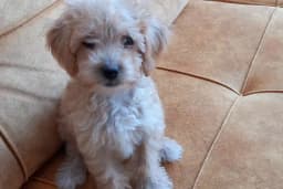 Pet Station - Köpek Üretim Çiftliği ve Satış Merkezi - Ankara