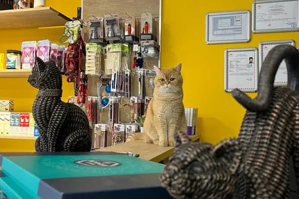 Eryaman Petamica Veteriner Kliniği 7/24 ACİL - Acil Durum Veterinerlik Hizmeti - Ankara Etimesgut