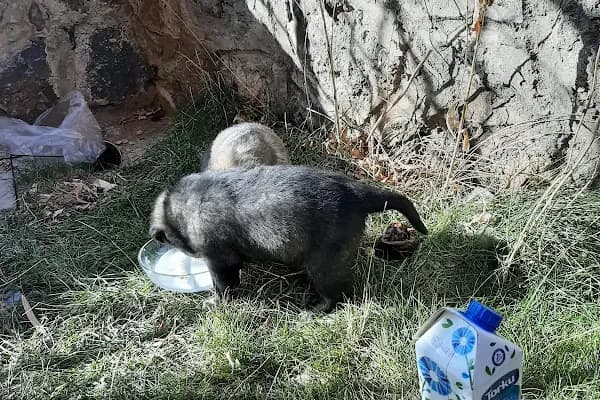 Safari Akvaryum Kongre Toptan &amp;parakende - Akvaryum Mağazası - Erzurum Yakutiye