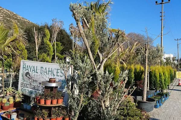 Hayal Bahçesi Çiçekçilik - Çiçek Toptancısı - Muğla Bodrum