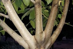 Akçay