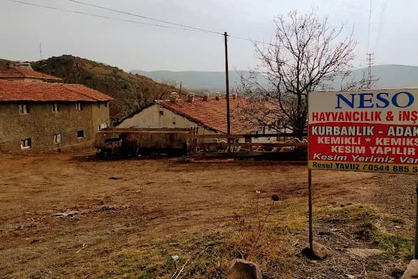 Neso Hayvancılık Kurbanlık ve Adaklık - Büyükbaş Hayvan Çiftliği - Ankara Sincan