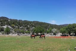 Susuzşahap